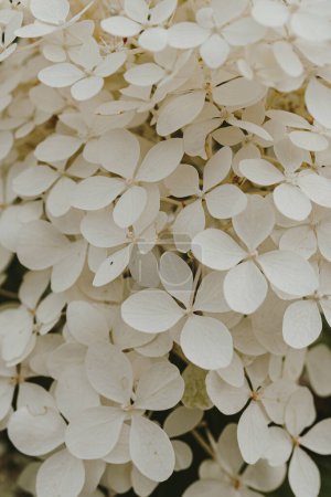 Foto de Primer plano del arbusto de flores de hortensia blanca - Imagen libre de derechos