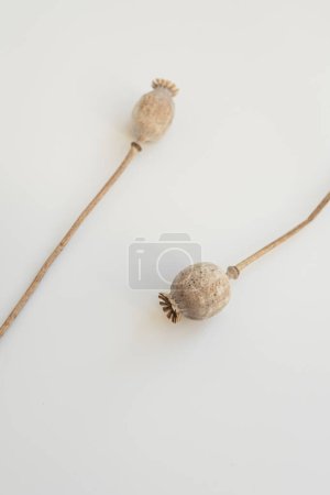 Foto de Tallos de amapola secos sobre fondo blanco - Imagen libre de derechos