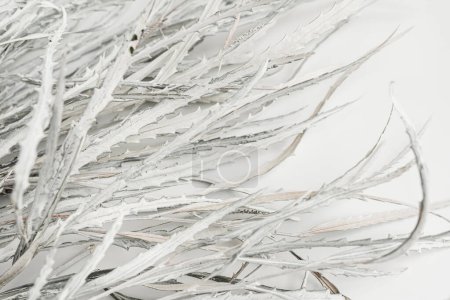 Foto de Hermoso fondo con ramo de hojas blancas neutras. Concepto floral minimalista y elegante. Vibraciones parisinas - Imagen libre de derechos
