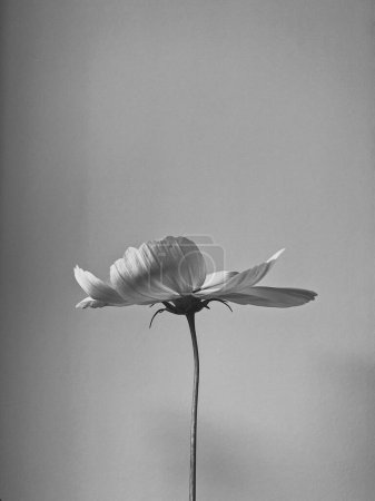 Téléchargez les photos : Photo monochrome, noir et blanc de l'élégante fleur de camomille de marguerite blanche. Composition esthétique des fleurs - en image libre de droit