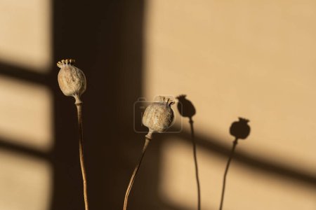 Téléchargez les photos : Tiges de pavot sèches sur fond beige chaud avec des ombres douces et floues. Composition florale minimaliste esthétique bohème avec des nuances de soleil. Des vibrations parisiennes. Espace de copie - en image libre de droit