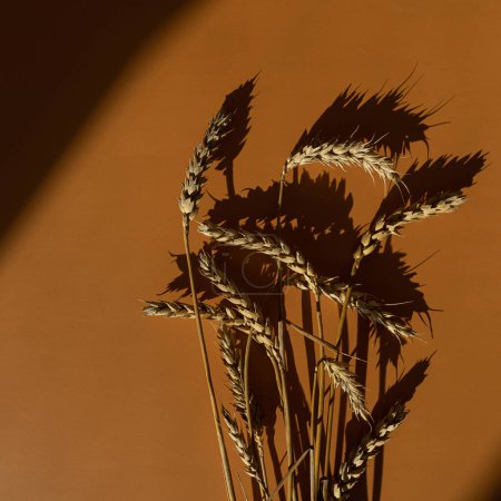 Foto de Centeno, trigo, tallos de cereales sobre fondo de color naranja cálido profundo con suaves sombras de luz solar. Estético plano laico, vista superior mínimo fondo bohemio - Imagen libre de derechos