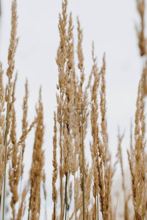 Photo for Elegant thin dry grass stems. Beautiful background with neutral colours. Minimal, stylish, trendy concept. Aesthetic Parisian vibes. - Royalty Free Image