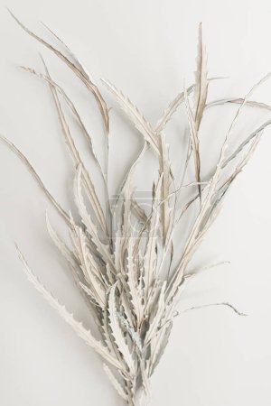 Téléchargez les photos : Bouquet de feuilles blanches séchées sur fond blanc. Pose plate, vue du dessus composition florale minimale - en image libre de droit