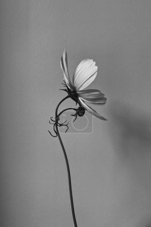 Téléchargez les photos : Photo monochrome, noir et blanc de l'élégante fleur de camomille de marguerite blanche. Composition esthétique des fleurs - en image libre de droit
