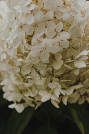 Photo for Closeup of white hydrangea flower head. Aesthetic nature background - Royalty Free Image