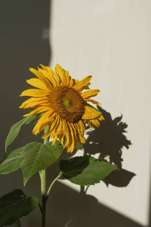 Photo for Sunflower bud in aesthetic sunlight shadows on white background. Minimal floral composition - Royalty Free Image