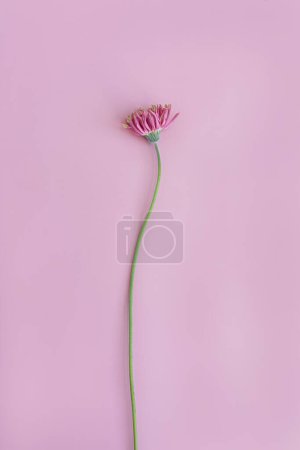 Foto de Flor gerber rosa sobre fondo rosa. Mínimo estiloso bodegón composición floral - Imagen libre de derechos