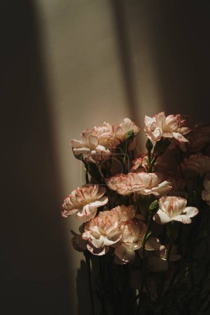 Foto de Flores de clavel sobre fondo oscuro con silueta de sombra de luz solar dura - Imagen libre de derechos