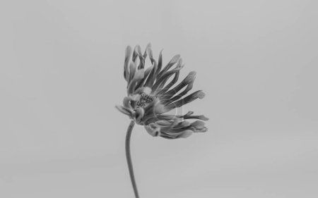 Téléchargez les photos : Noir et blanc. Gerber flower. Esthétique composition florale minimale nature morte - en image libre de droit