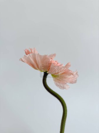 Photo for Delicate peach pink poppy flower stem and bud on white background. Aesthetic close up view floral composition - Royalty Free Image