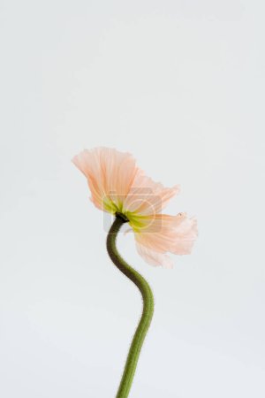 Téléchargez les photos : Fleur de pavot pêche sur fond blanc. Minimale composition florale élégante nature morte - en image libre de droit