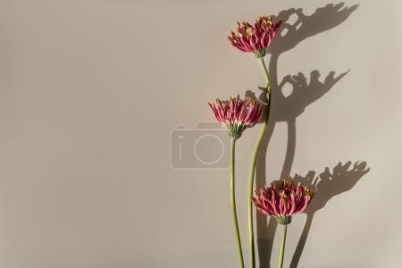 Foto de Hermosas flores de color rosa gerber con sombras de luz solar sobre fondo beige pastel neutro. Estética composición floral mínima con sombra de luz solar - Imagen libre de derechos