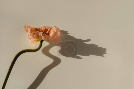 Téléchargez les photos : Délicate tige de fleur de pavot rose pêche et bourgeon sur fond beige neutre. Esthétique vue rapprochée composition florale avec ombres ensoleillées - en image libre de droit