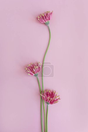 Foto de Flores gerber rosadas sobre fondo rosa. Mínimo estiloso bodegón composición floral - Imagen libre de derechos