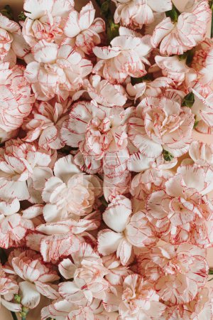 Photo for Beautiful pink carnation flowers pattern. Elegant floral composition - Royalty Free Image