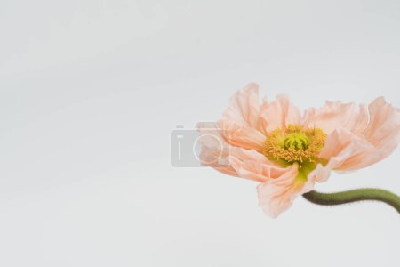 Foto de Delicado tallo de flores de amapola rosa melocotón y brote sobre fondo blanco. Estética vista de cerca composición floral - Imagen libre de derechos