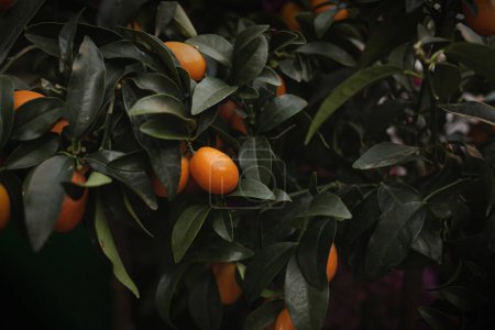 Foto de Frutos kumquat anaranjados maduros en el árbol con hojas verdes profundas - Imagen libre de derechos