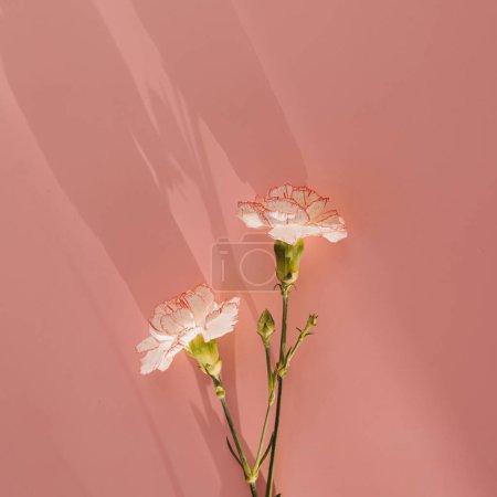 Photo for Pink carnation flowers on pink background with sunlight shadow silhouette - Royalty Free Image