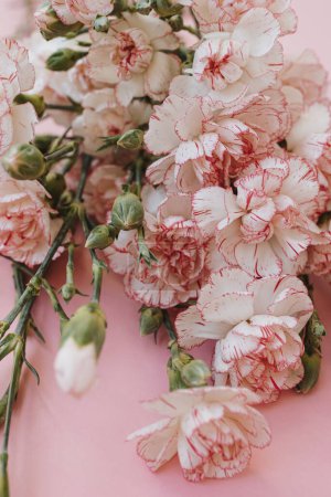 Foto de Ramo de flores de clavel rosa sobre fondo rosa - Imagen libre de derechos