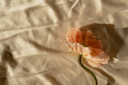 Téléchargez les photos : Délicate tige de fleur de pavot rose pêche et bourgeon sur tissu doré froissé. Esthétique vue rapprochée composition florale avec ombres ensoleillées - en image libre de droit