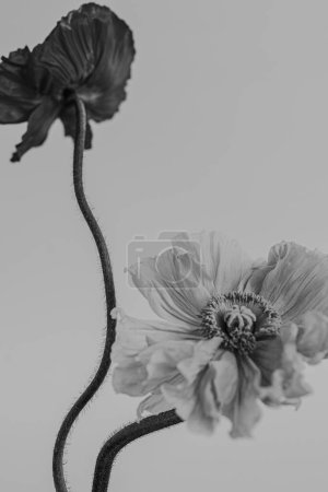 Photo for Black and white, monochrome. Delicate poppy and gerber flowers. Aesthetic close up view floral composition - Royalty Free Image