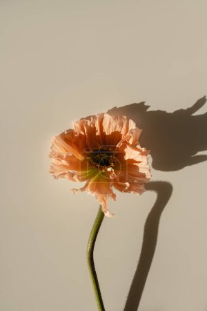 Téléchargez les photos : Délicate tige de fleur de pavot rose pêche et bourgeon sur fond beige neutre. Esthétique vue rapprochée composition florale avec ombres ensoleillées - en image libre de droit