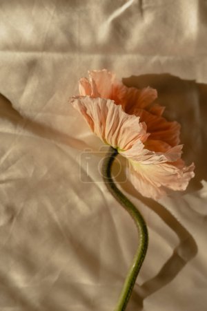 Foto de Elegante flor de amapola rosa melocotón con sombras de luz solar en tela de tela dorada arrugada arrugada. Composición estética de la simplicidad floral. Flor de vista cercana - Imagen libre de derechos