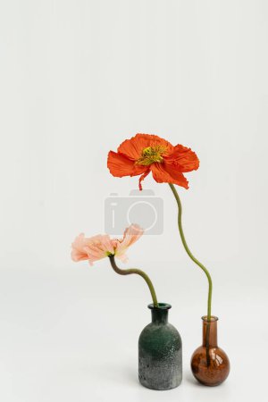 Téléchargez les photos : Élégantes fleurs de pavot rouge et rose pêche dans des vases sur fond blanc. Composition esthétique de simplicité florale. Vue rapprochée fleur - en image libre de droit