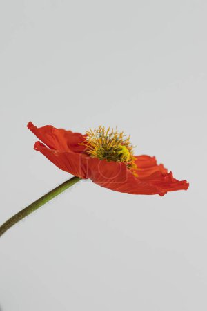 Téléchargez les photos : Fleur de pavot rouge sur fond blanc. Minimale composition florale élégante nature morte - en image libre de droit
