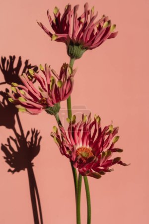 Téléchargez les photos : Belles fleurs gerbeuses roses avec des ombres ensoleillées sur fond rose saumon pastel neutre. Composition florale minimale esthétique avec ombre solaire - en image libre de droit