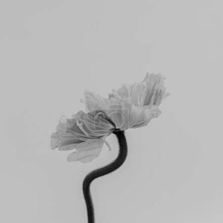 Foto de Blanco y negro, monocromo. Delicado tallo y brote de amapola. Estética vista de cerca composición floral - Imagen libre de derechos