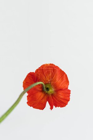 Foto de Hermosa flor de amapola roja sobre fondo blanco. Estética composición floral mínima - Imagen libre de derechos