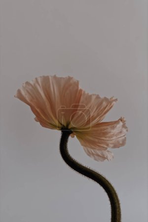 Foto de Flor de amapola sobre fondo blanco. Mínimo estiloso bodegón composición floral - Imagen libre de derechos