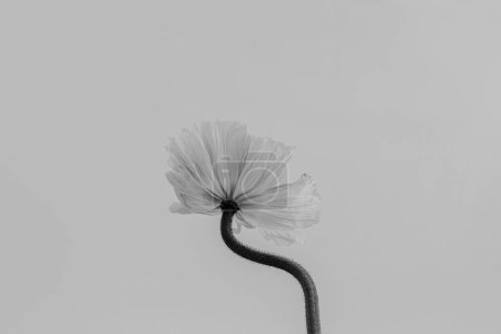 Photo for Black and white. Monochrome. Poppy flower. Minimal stylish still life floral composition - Royalty Free Image