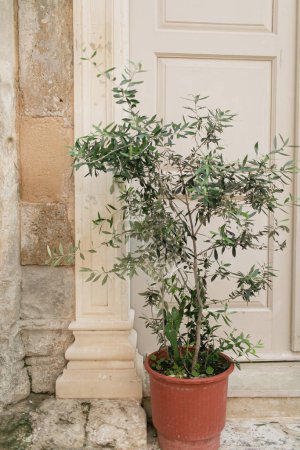 Photo for Old medieval clay pot with olive tree over stone wall. Traditional European, Greek architecture. Summer travel - Royalty Free Image