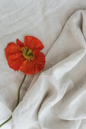 Photo for Elegant red poppy flower on crumpled blanket. Aesthetic floral simplicity composition. Close up view flower - Royalty Free Image