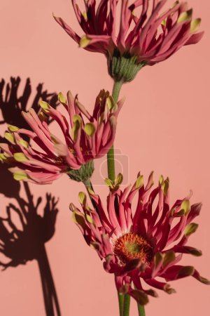 Photo for Elegant pink gerber flowers with sunlight shadows over pastel pink salmon wall. Aesthetic floral simplicity composition. Close up view flower - Royalty Free Image