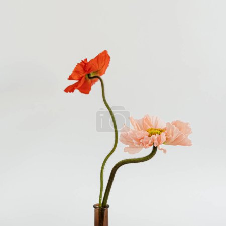 Téléchargez les photos : Fleurs de pêche et de pavot rouge en vase sur fond blanc. Minimale composition florale élégante nature morte - en image libre de droit