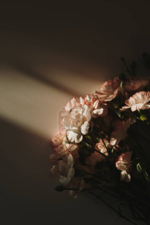 Belles fleurs d'oeillet rose sur fond sombre avec des nuances de soleil. Composition florale élégante avec silhouette d'ombre solaire esthétique