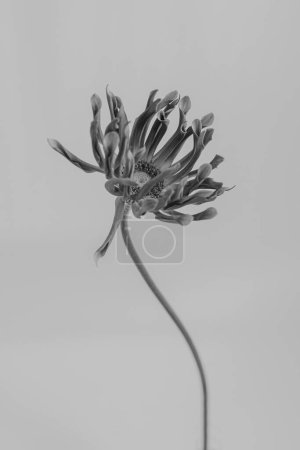 Photo for Black and white, monochrome. Beautiful gerber flower on neutral background. Aesthetic minimal floral composition - Royalty Free Image