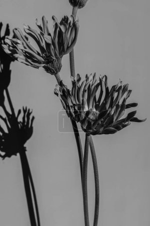 Photo for Black and white, monochrome. Gerber flowers bouquet with aesthetic sunlight shadows. Minimal stylish still life floral composition - Royalty Free Image