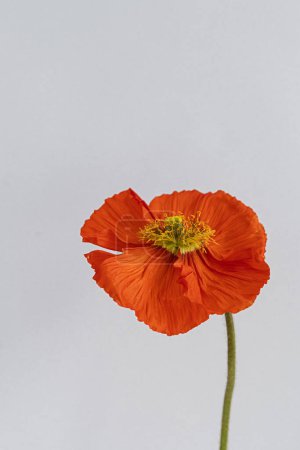 Photo for Delicate red poppy flower stem and bud on white background. Aesthetic close up view floral composition - Royalty Free Image