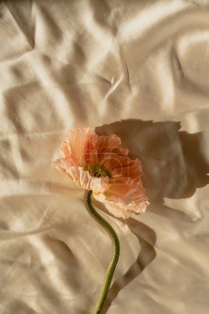 Foto de Hermosa flor de amapola rosa melocotón con sombras de luz solar en tela de tela dorada arrugada. Estética composición floral mínima con sombra de luz solar - Imagen libre de derechos