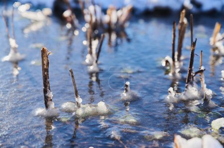 Téléchargez les photos : Morceaux cassés d'un tronc de roseau entouré de glace sur un étang, gros plan. - en image libre de droit