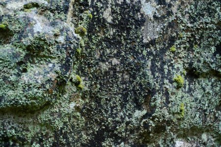 Photo for Large rock covered by green moss. Mark of nature on stones. Greenshield lichen covering stones. - Royalty Free Image