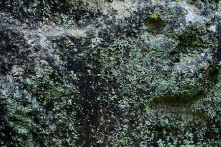 Photo for Big rocky stone covered by greenshield lichen. Nature left mark on stones. Large rock covered by moss. - Royalty Free Image