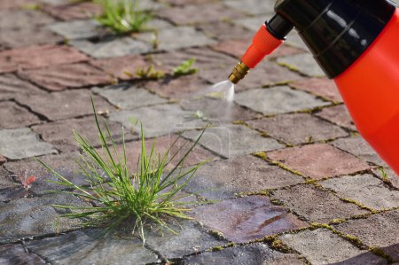 Close-up of a portable pump-action pesticide sprayer in the hand of a gardener who is treating paving stones from grass. Yard care equipment.