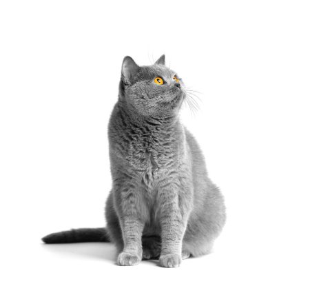 Téléchargez les photos : A fat shorthair cat with big red eyes sits on a white background. Animal obesity. British cat on a white background. A large cat of the British breed sits and looks in surprise - en image libre de droit