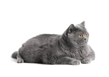 Téléchargez les photos : Purebred shorthair cat lies on a white background. Fat Scottish cat isolated. Obesity of the British cat. - en image libre de droit